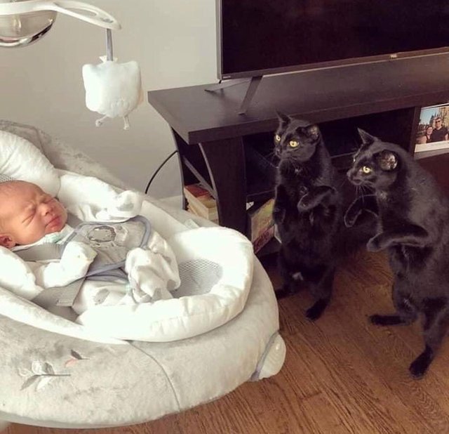 милые животные, животные не хуже чем антидепрессанты