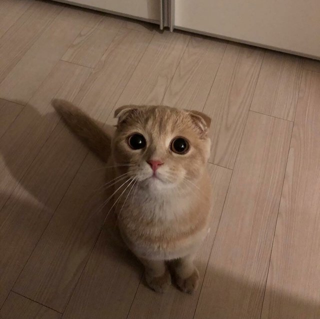 милые животные, животные не хуже чем антидепрессанты