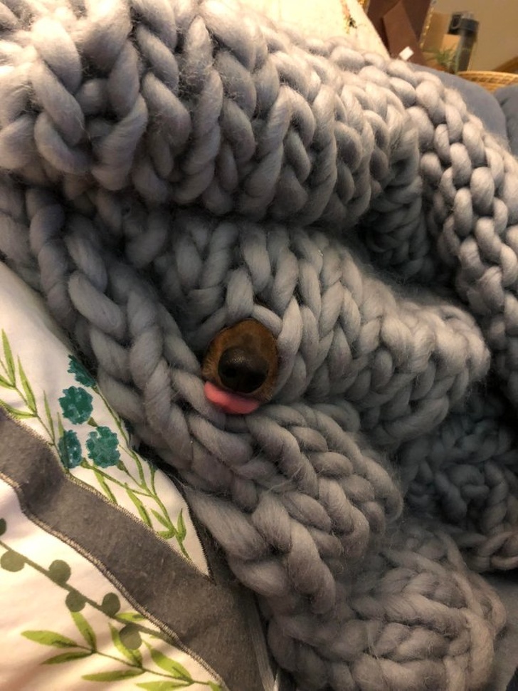 милые животные, животные не хуже чем антидепрессанты