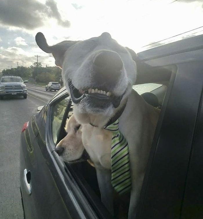 собака Бо Токс, Beaux Tox собака