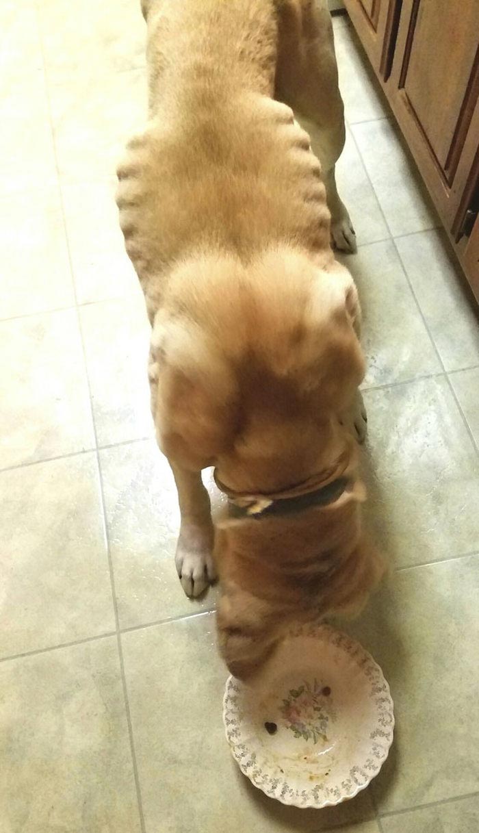 собака Бо Токс, Beaux Tox собака