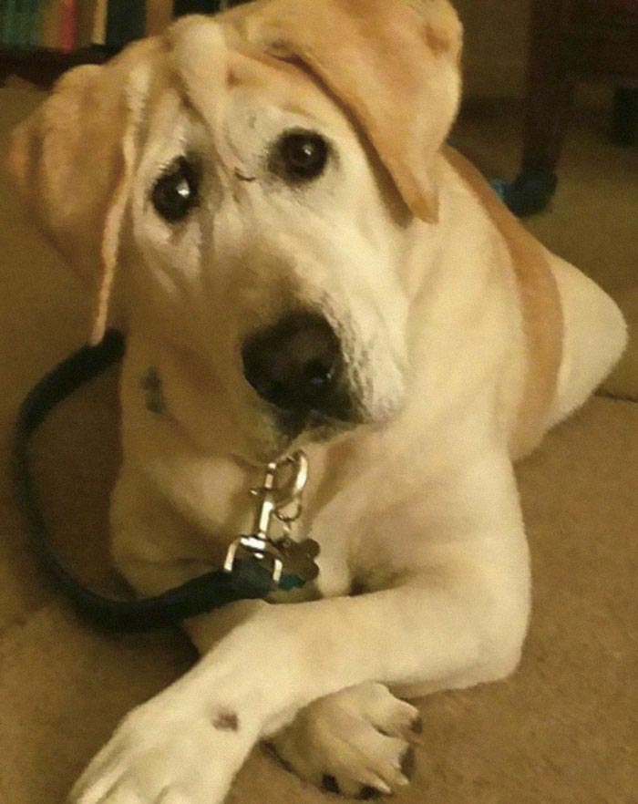 собака Бо Токс, Beaux Tox собака