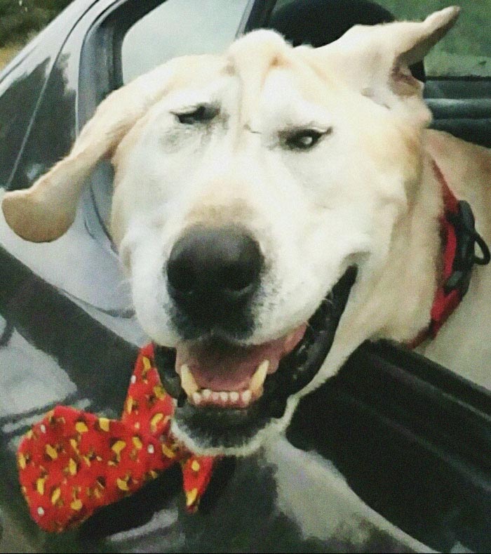 собака Бо Токс, Beaux Tox собака