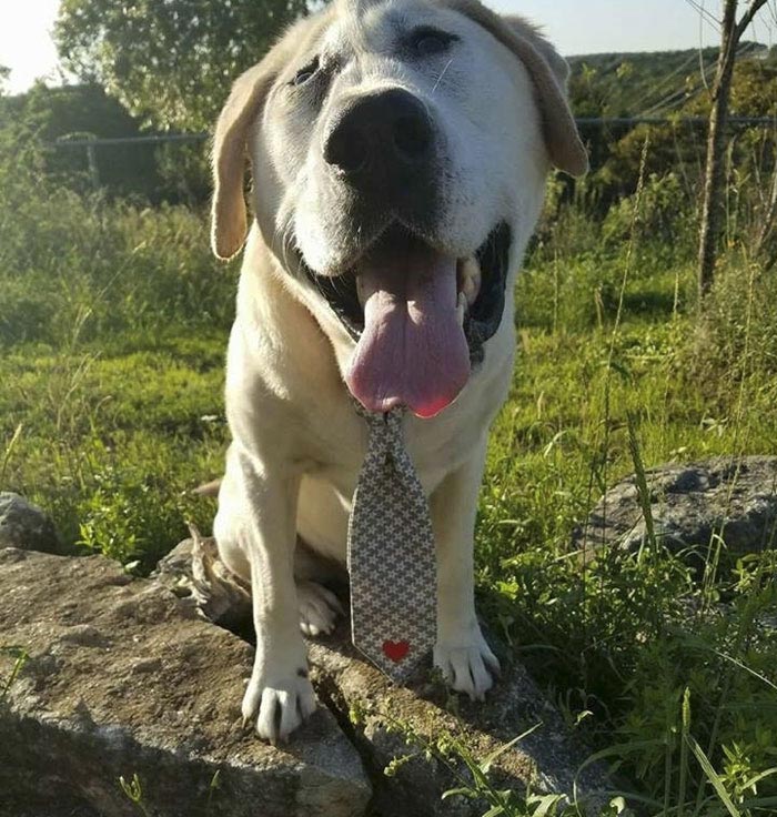 собака Бо Токс, Beaux Tox собака