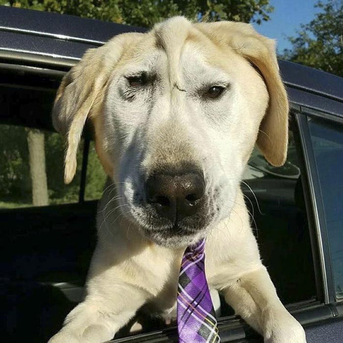 собака Бо Токс, Beaux Tox собака