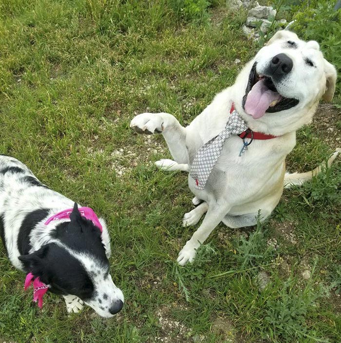 собака Бо Токс, Beaux Tox собака