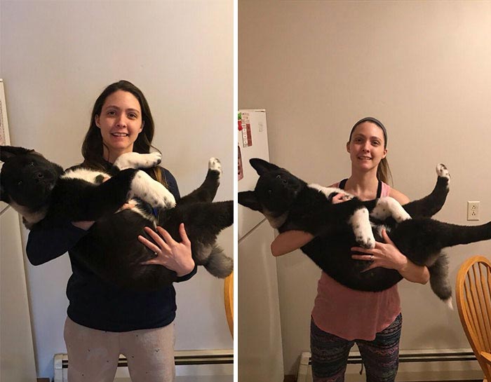 Семья документировала рост своего щенка Акиты в течение 6 месяцев, Акита-ину по кличке медведь 