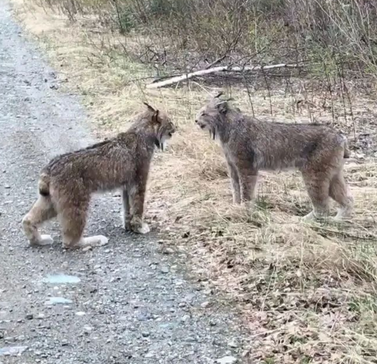 как кричат рыси, рыси делят территорию, орущие рыси, рыси орут друг на друга
