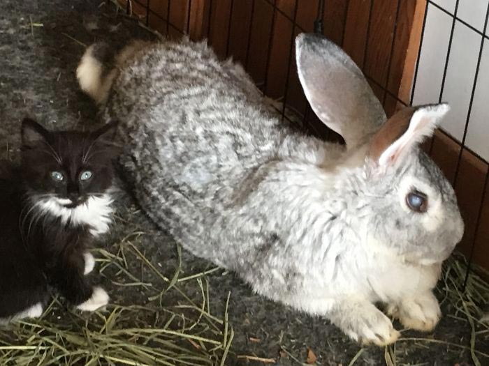 Девушка спасает животных, Перл Сэприсштайн, Pearl Sapirstein