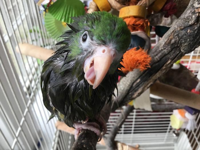 Девушка спасает животных, Перл Сэприсштайн, Pearl Sapirstein