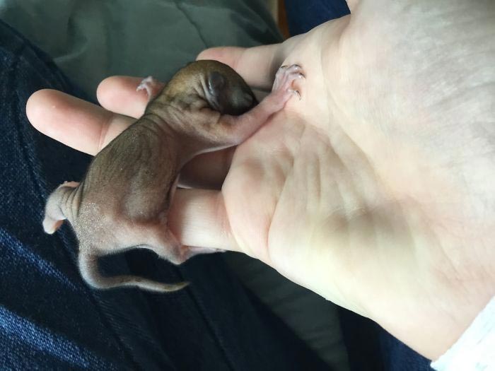 Девушка спасает животных, Перл Сэприсштайн, Pearl Sapirstein