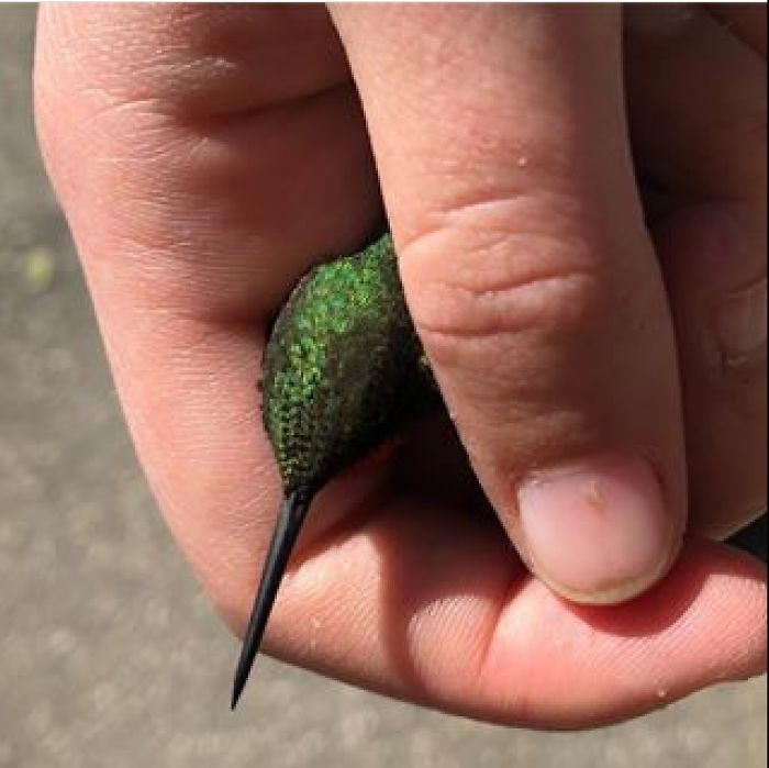 Девушка спасает животных, Перл Сэприсштайн, Pearl Sapirstein