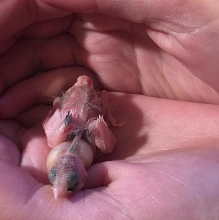 Девушка спасает животных, Перл Сэприсштайн, Pearl Sapirstein