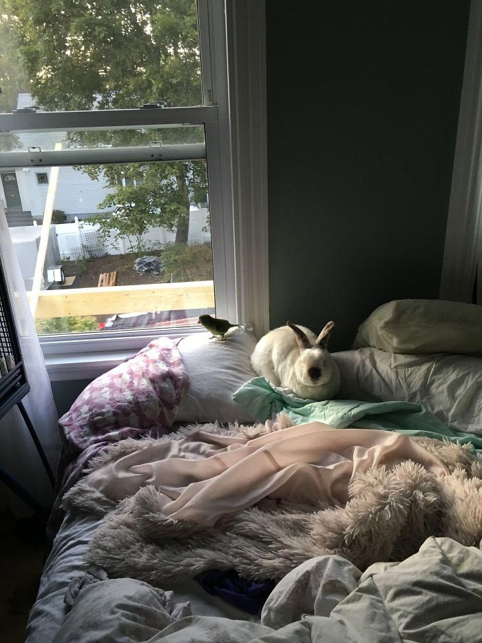 Девушка спасает животных, Перл Сэприсштайн, Pearl Sapirstein