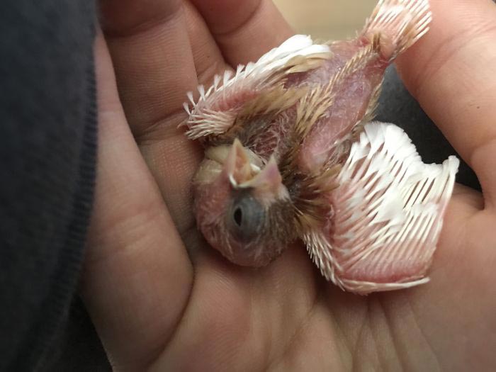 Девушка спасает животных, Перл Сэприсштайн, Pearl Sapirstein