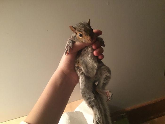 Девушка спасает животных, Перл Сэприсштайн, Pearl Sapirstein