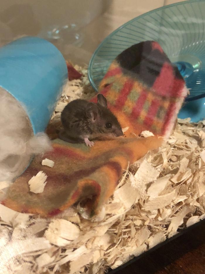 Девушка спасает животных, Перл Сэприсштайн, Pearl Sapirstein