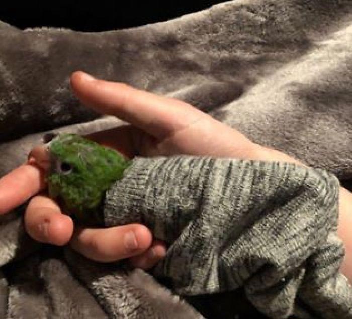 Девушка спасает животных, Перл Сэприсштайн, Pearl Sapirstein