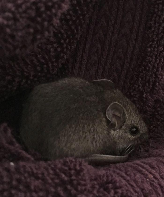 Девушка спасает животных, Перл Сэприсштайн, Pearl Sapirstein