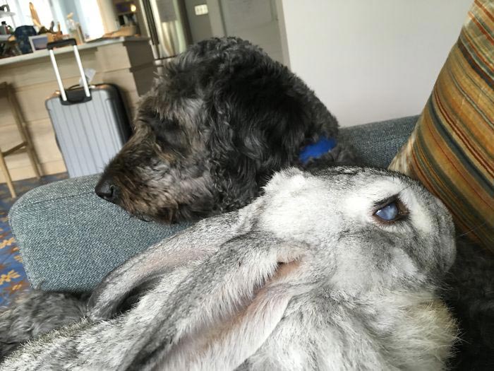 Девушка спасает животных, Перл Сэприсштайн, Pearl Sapirstein