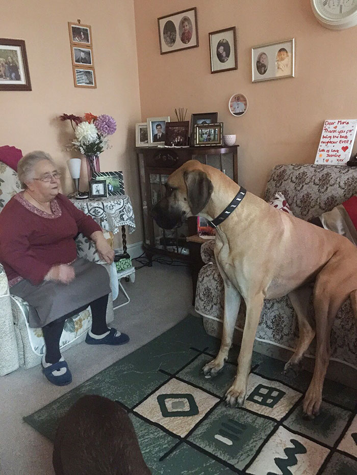 Люди делятся веселыми фотографиями своих догов, доги 