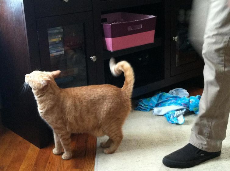 фотографии с сюрпризами, фото с сюрпризами, фото смотреть дважды