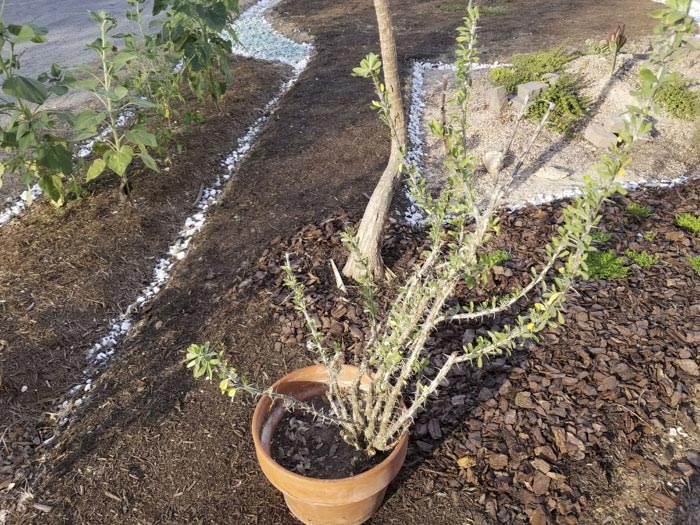 вырастил  сад в память о жене, посадил сад в память о погибшей жене