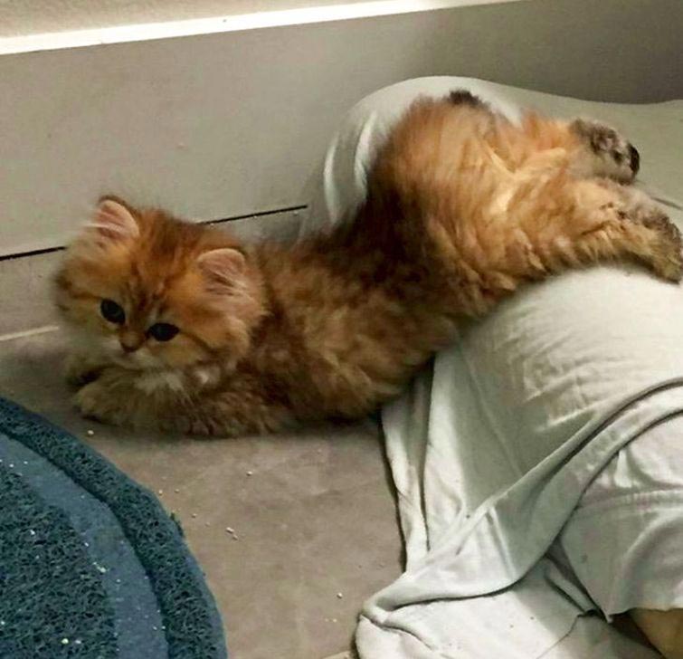 милые животные, симпатичные животные, очаровательные животные 