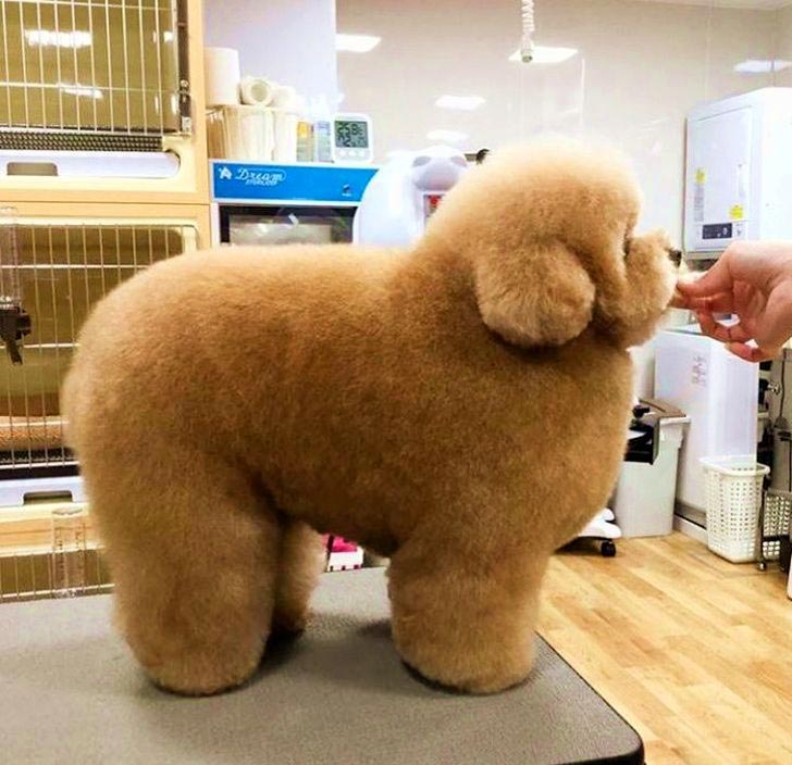 милые животные, симпатичные животные, очаровательные животные 