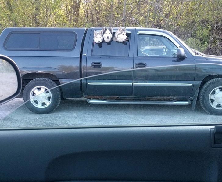 милые животные, симпатичные животные, очаровательные животные 