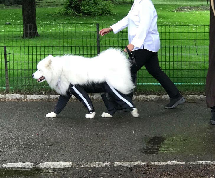 милые животные, симпатичные животные, очаровательные животные 