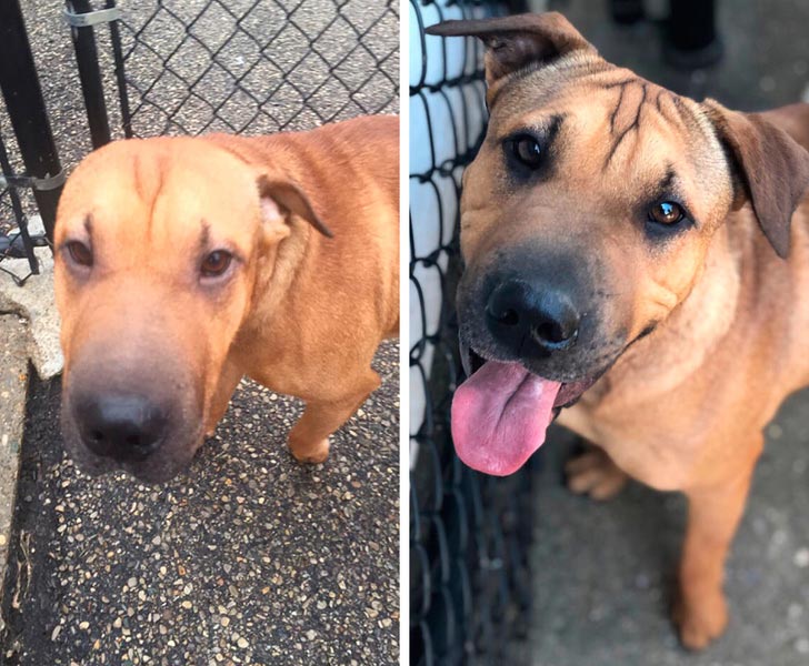 милые животные, симпатичные животные, очаровательные животные 