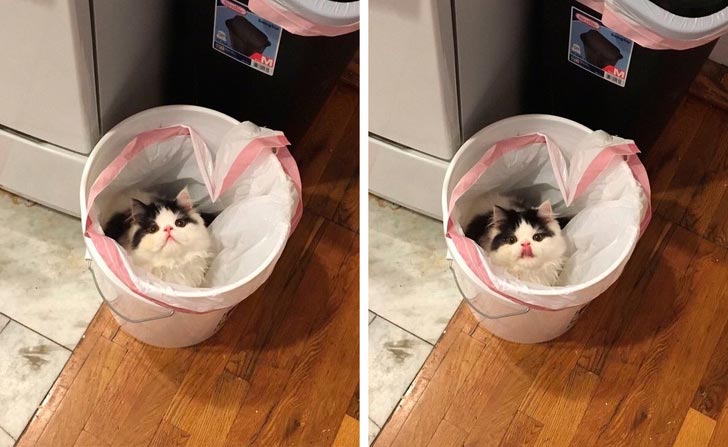 милые животные, симпатичные животные, очаровательные животные 