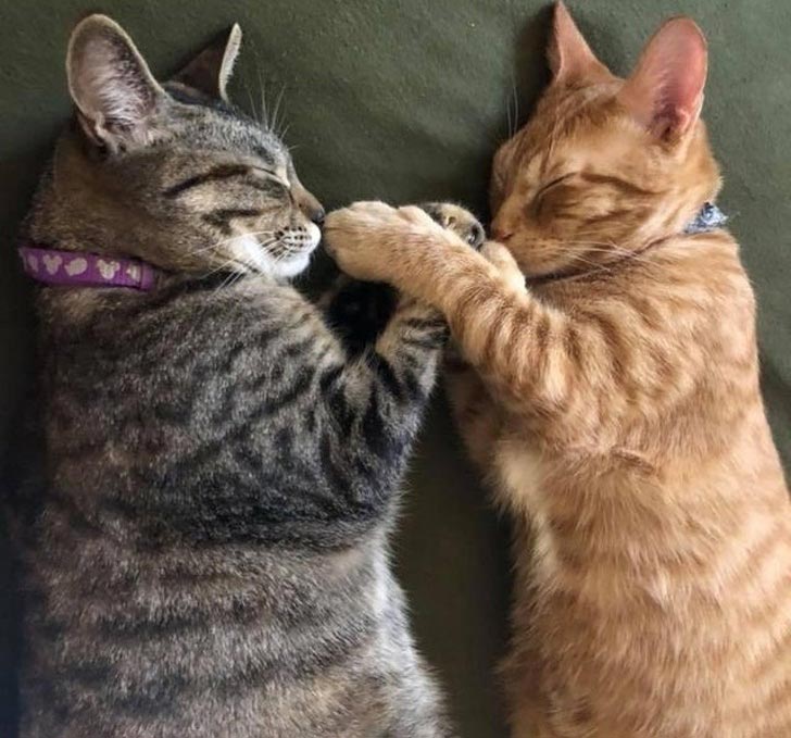 милые животные, симпатичные животные, очаровательные животные 