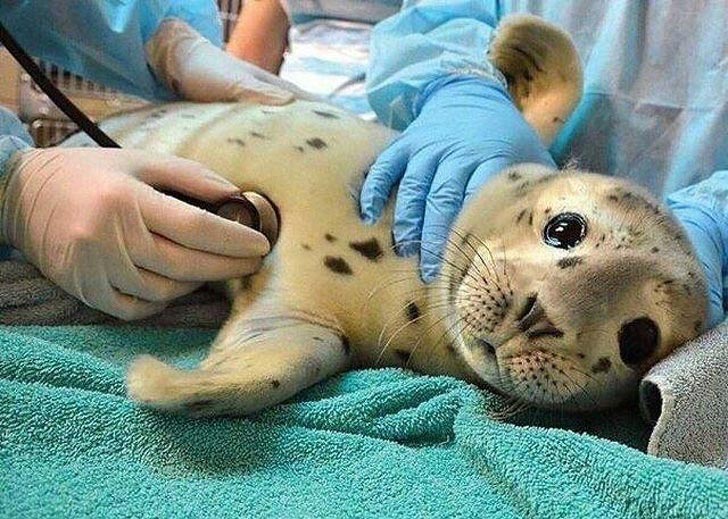 милые животные, симпатичные животные, очаровательные животные 