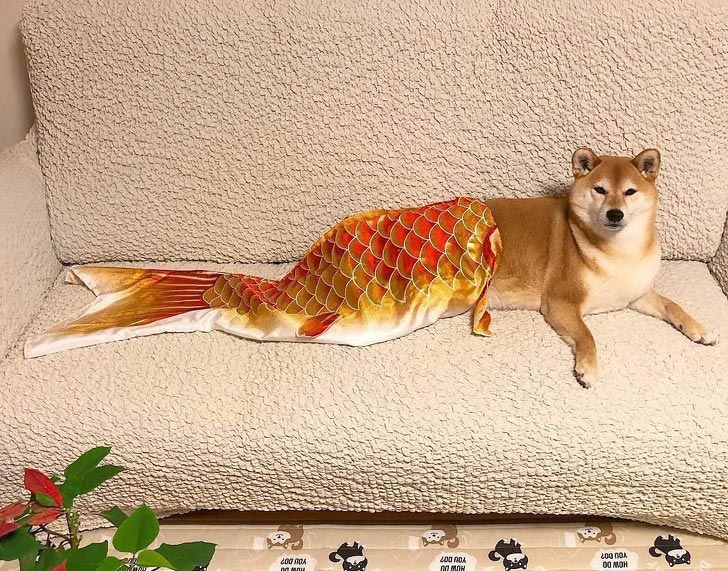 милые животные, симпатичные животные, очаровательные животные 