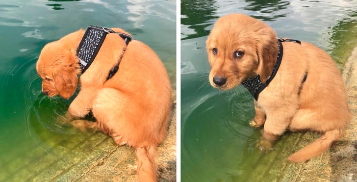 милые животные, симпатичные животные, очаровательные животные 