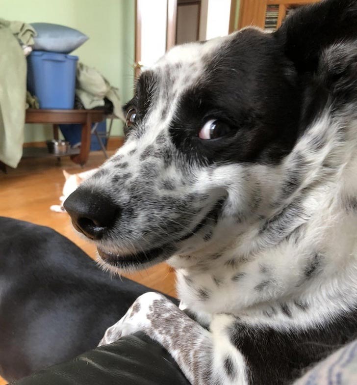 милые животные, симпатичные животные, очаровательные животные 