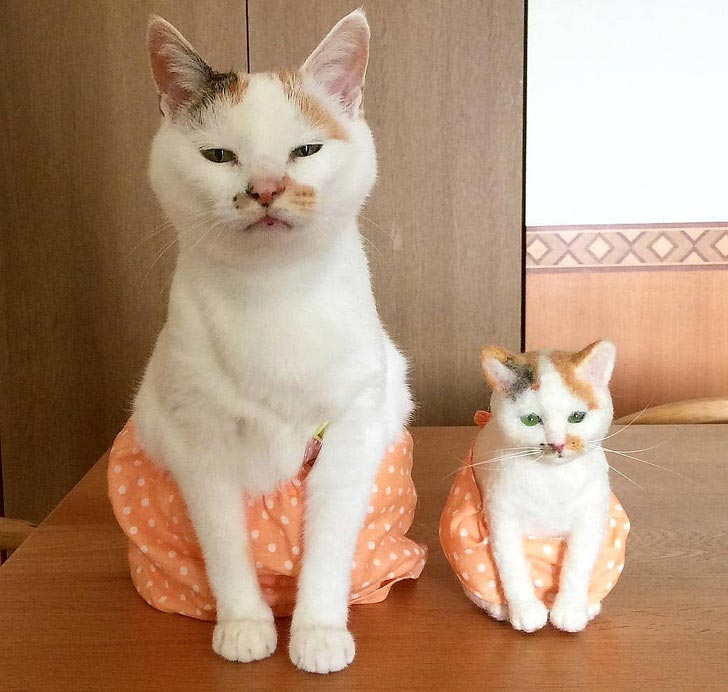 милые животные, симпатичные животные, очаровательные животные 