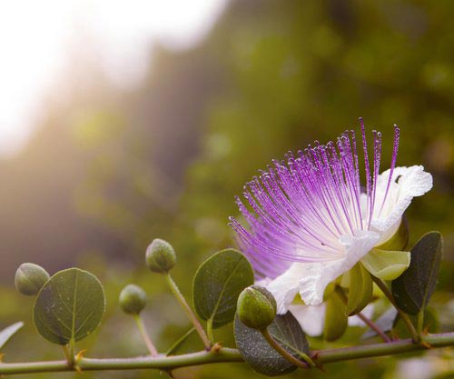 как растут овощи и фрукты, фотографии растущих овощей,  фотографии растущих фруктов, как растут