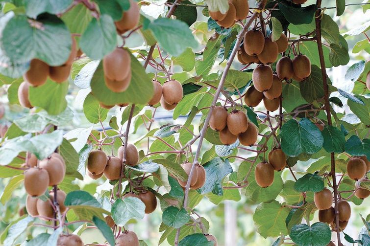 как растут овощи и фрукты, фотографии растущих овощей,  фотографии растущих фруктов, как растут