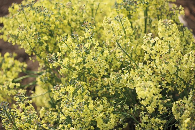 как растут овощи и фрукты, фотографии растущих овощей,  фотографии растущих фруктов, как растут