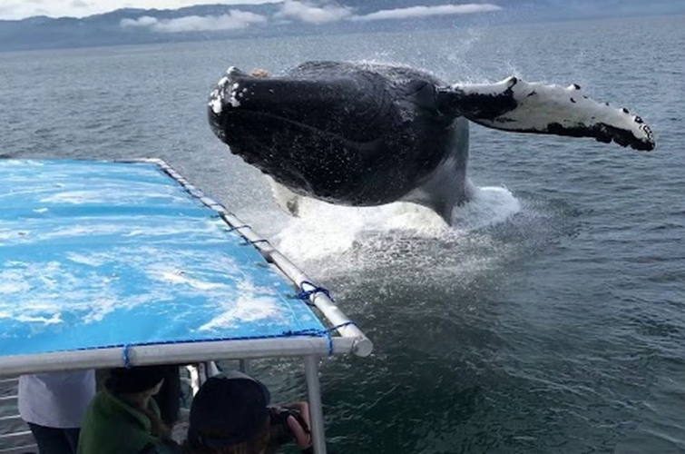 кит выпрыгнул рядом с лодкой, кит рядом с лодкой, кит обрызгал людей, кит обрызгал наблюдателей