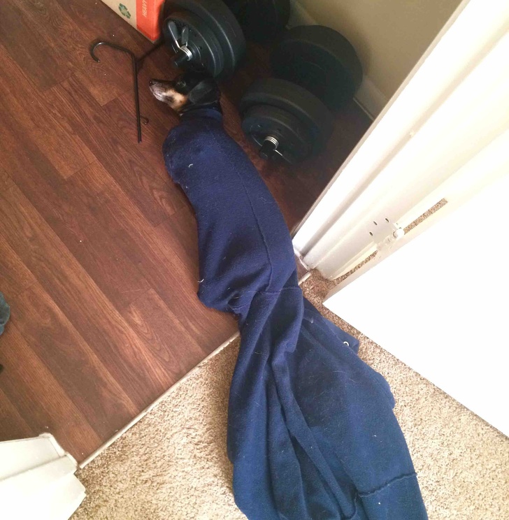 животные которых оставили одних дома и они явно не скучали