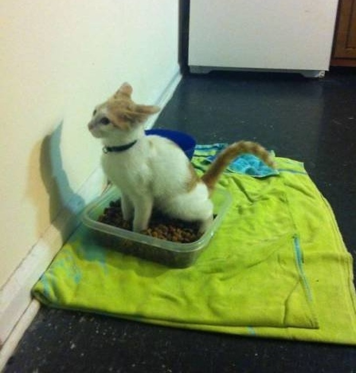 животные которых оставили одних дома и они явно не скучали