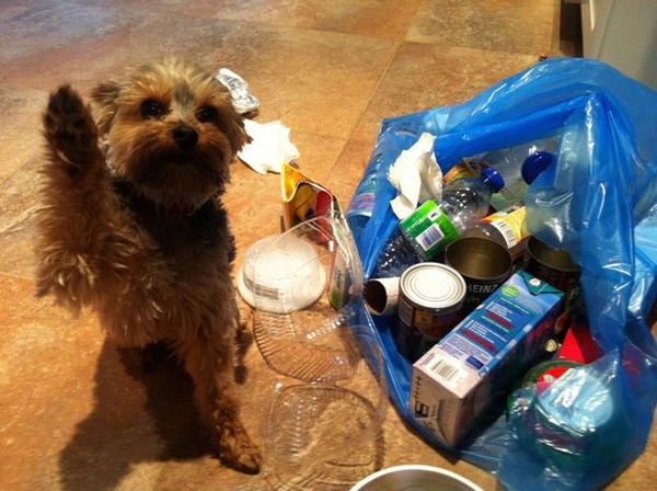 животные которых оставили одних дома и они явно не скучали