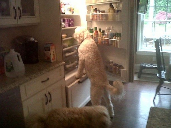 животные которых оставили одних дома и они явно не скучали