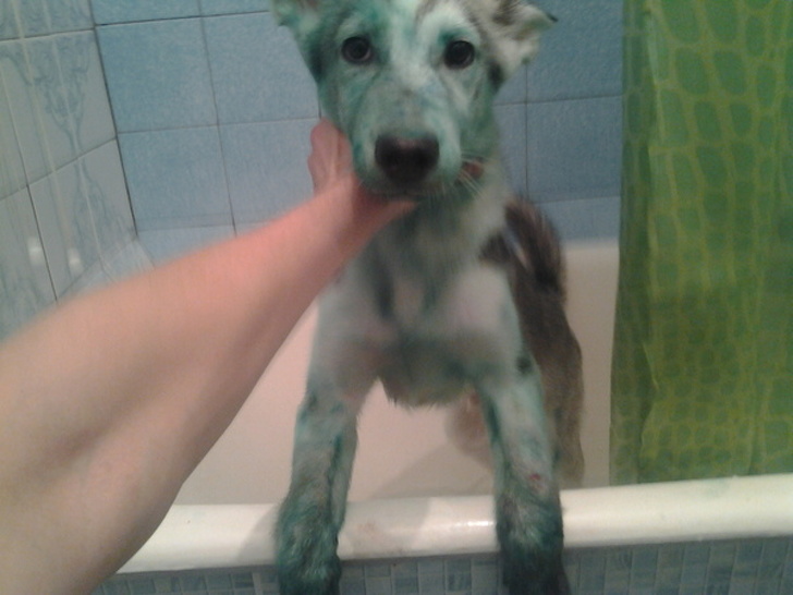 животные которых оставили одних дома и они явно не скучали