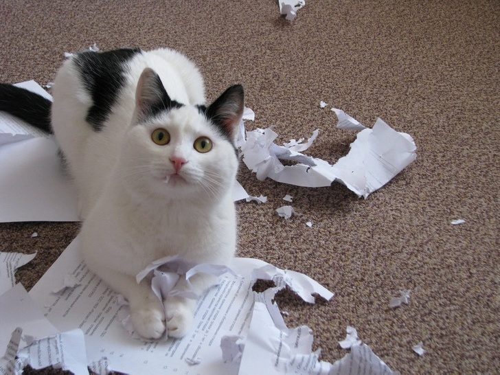 животные которых оставили одних дома и они явно не скучали