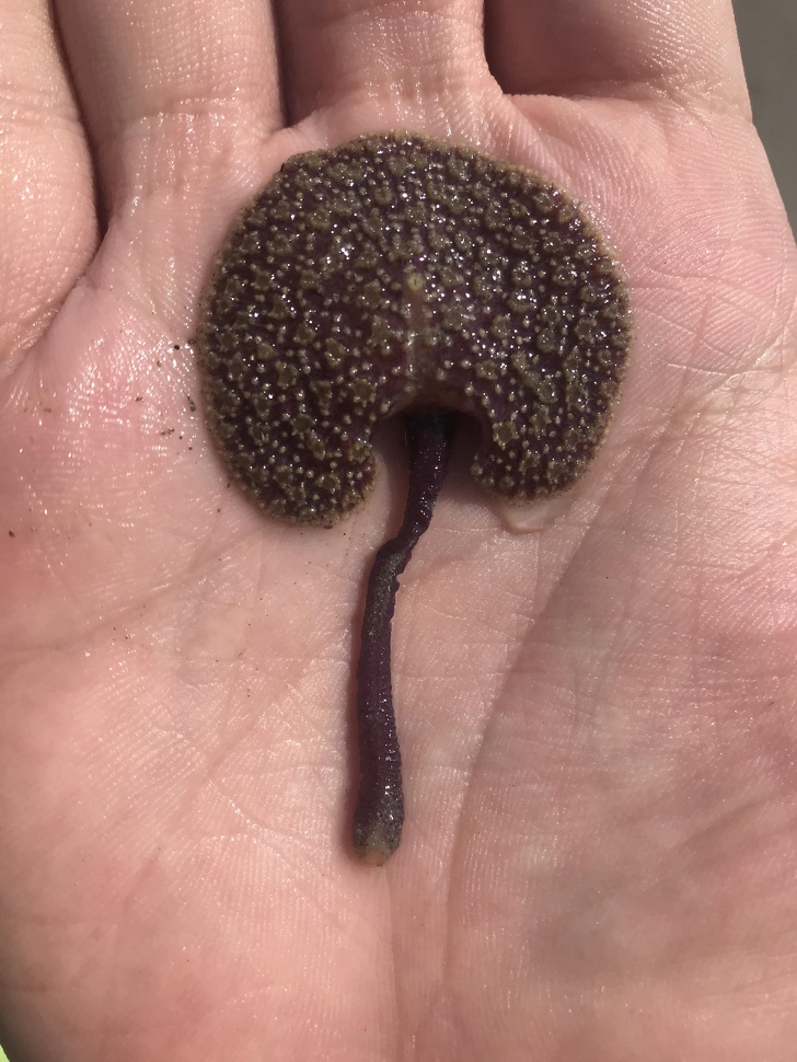 странные и необычные вещи, люди нашли странные вещи 